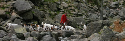 Hounds in Great Langdale by Betty Fold Gallery